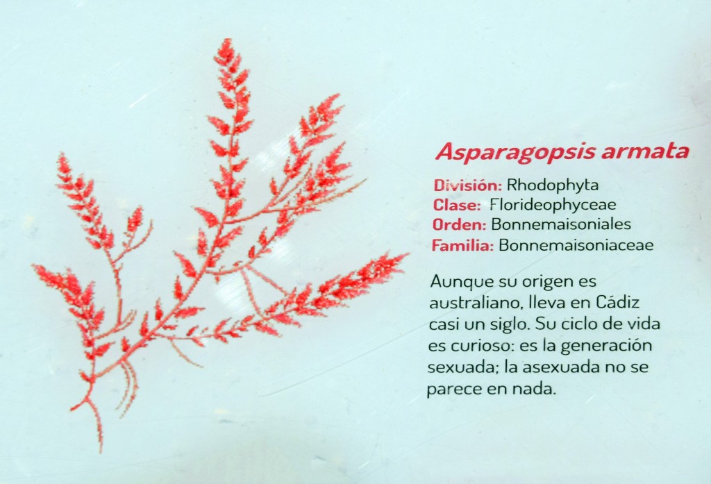 Foto: Asparagopsis Armata. Flora Marina Intermareal de la Caleta - Cádiz (Andalucía), España