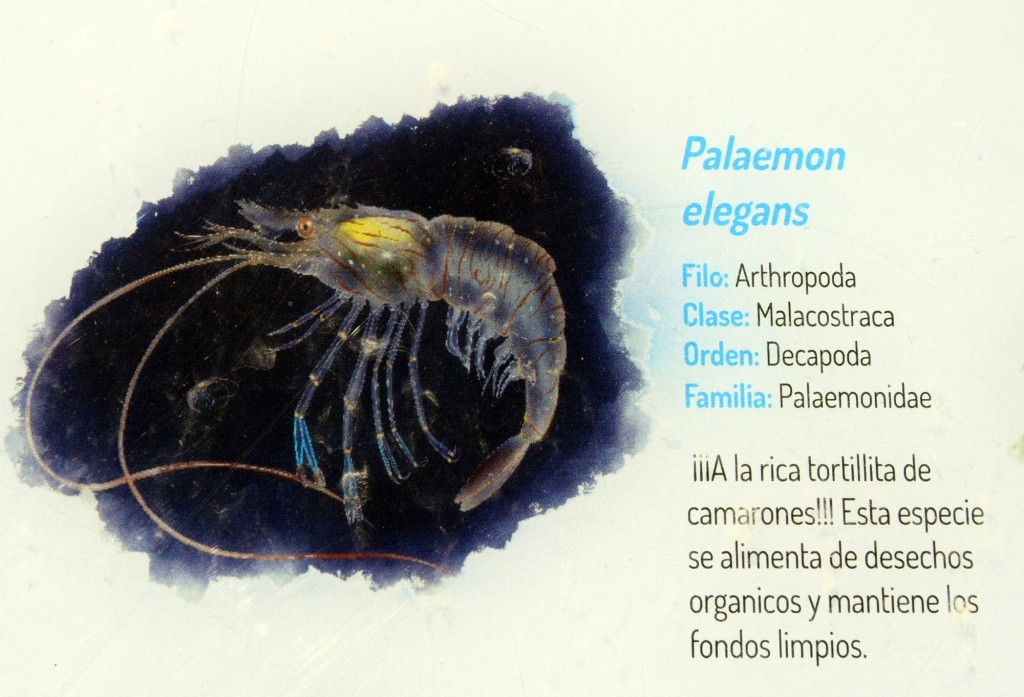 Foto: Palaemon Elegans.  Fauna Marina Intermareal de La Caleta - Cádiz (Andalucía), España