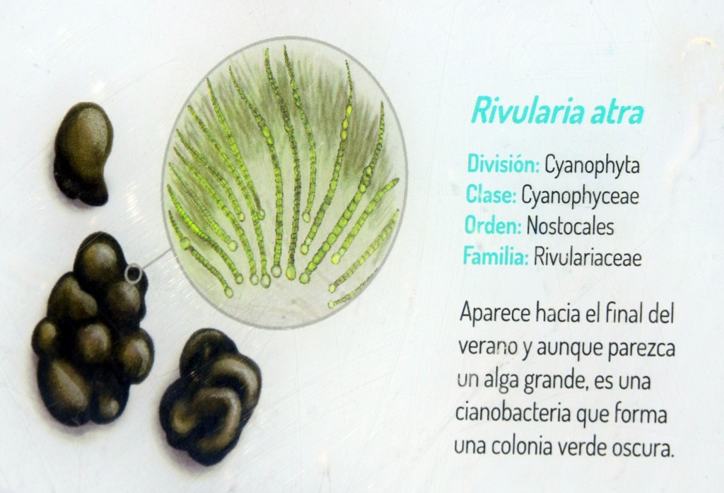 Foto: Rivularia Atra. Flora Marina Intermareal de la Caleta - Cádiz (Andalucía), España