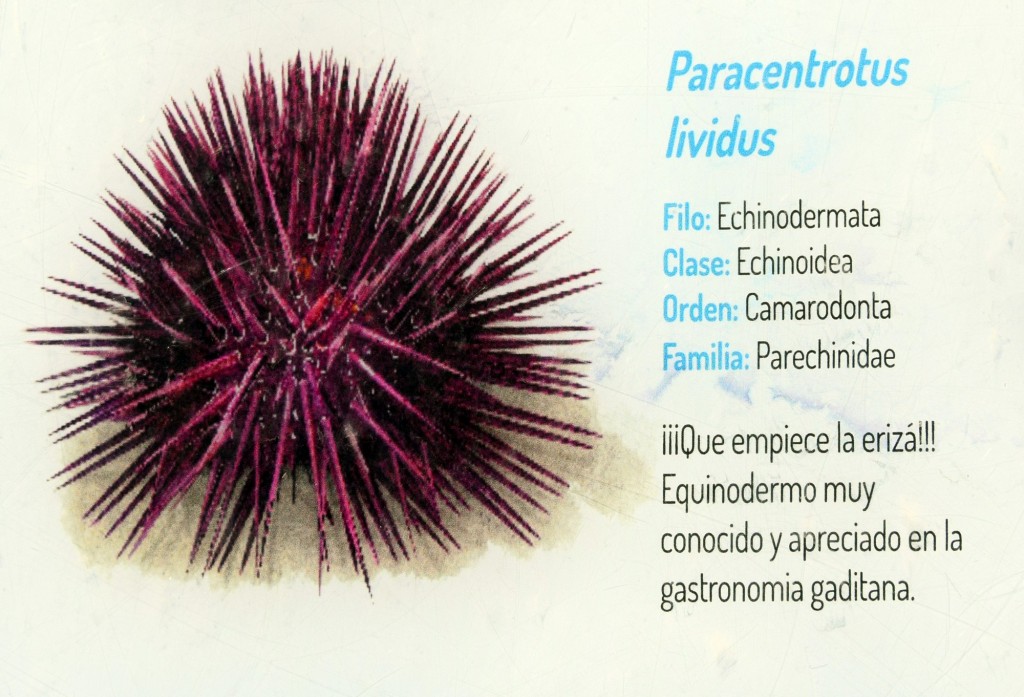 Foto: Paracentrotus Lividus.  Fauna Marina Intermareal de La Caleta - Cádiz (Andalucía), España
