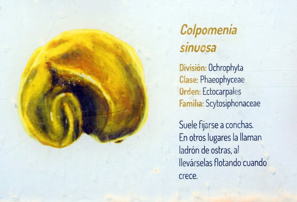 Foto: Colpomenia Sinuosa. Flora Marina Intermareal de la Caleta - Cádiz (Andalucía), España