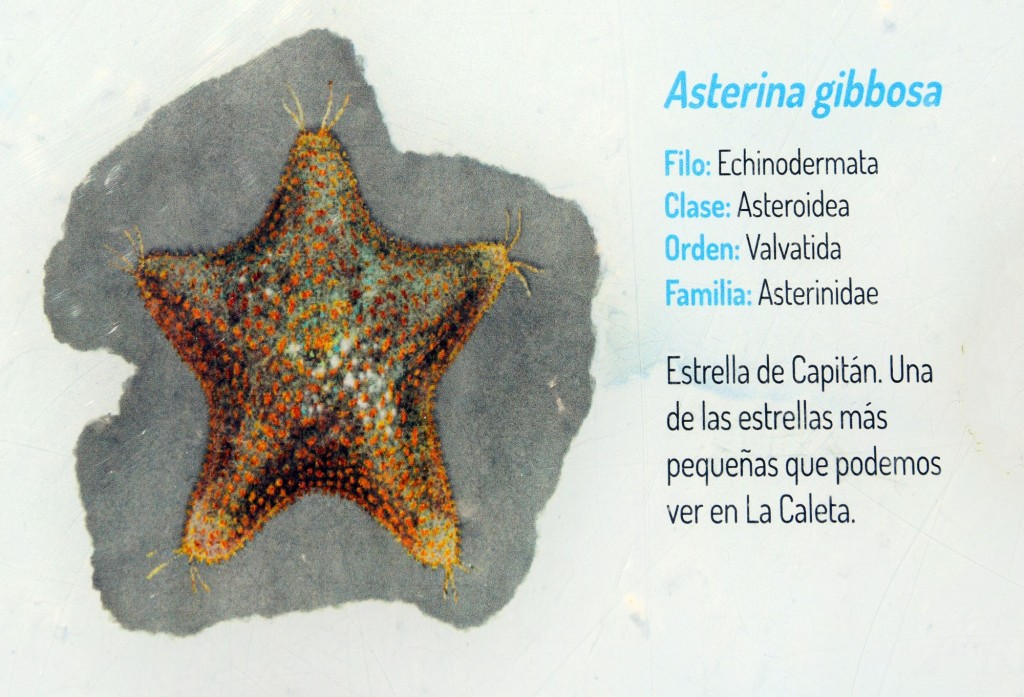 Foto: Asterina  Gibbosa.  Fauna Marina Intermareal de La Caleta - Cádiz (Andalucía), España