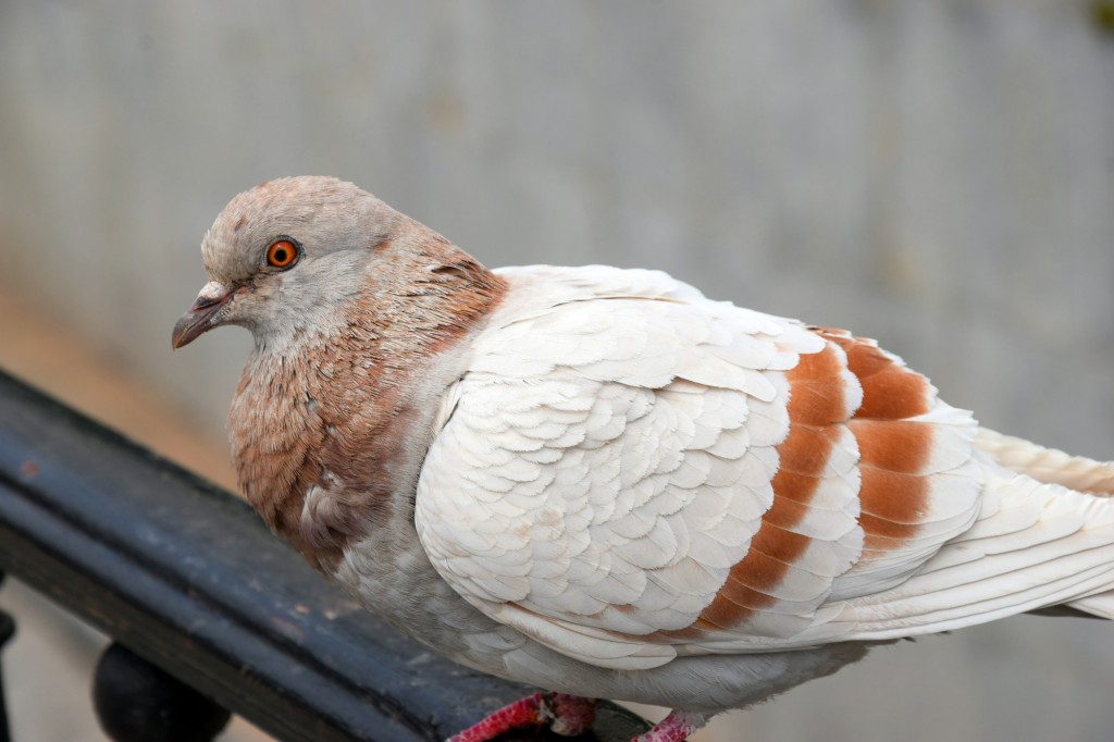 Foto: Vigilante de San Antonio - Cádiz (Andalucía), España