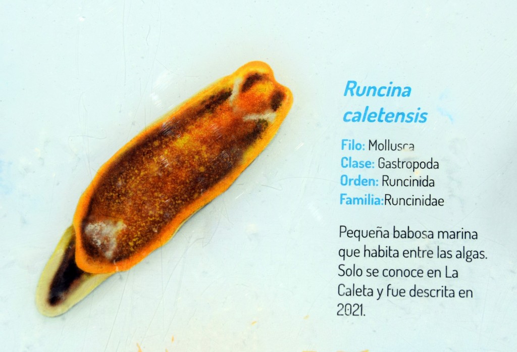 Foto: Runcina Caletensis.  Fauna Marina Intermareal de La Caleta - Cádiz (Andalucía), España