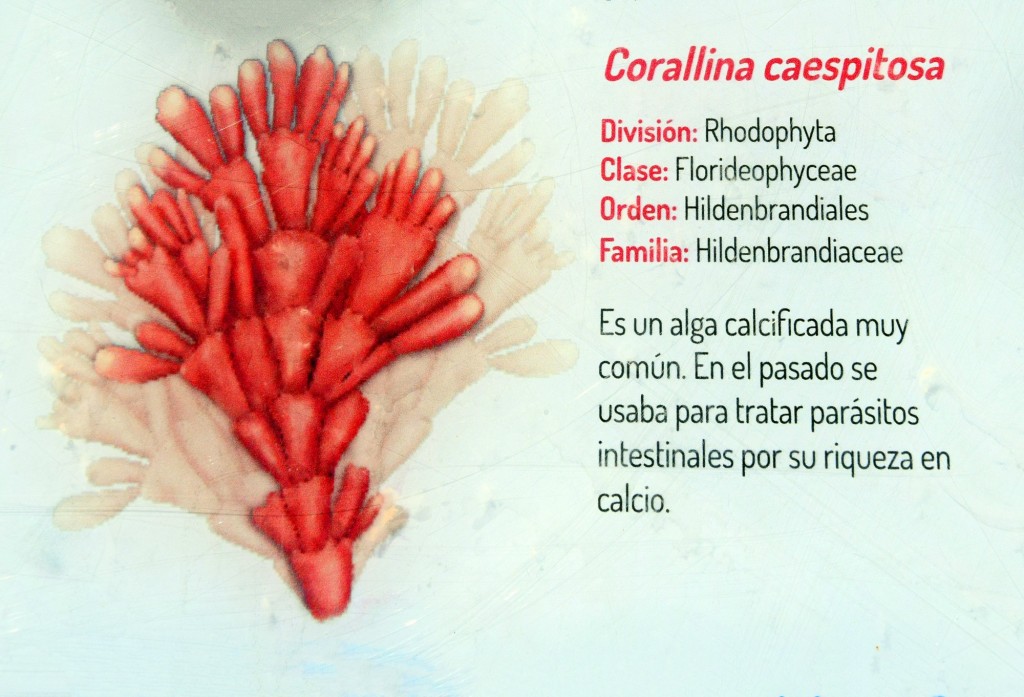 Foto: Corallina Caespitosa. Flora Marina Intermareal de la Caleta - Cádiz (Andalucía), España