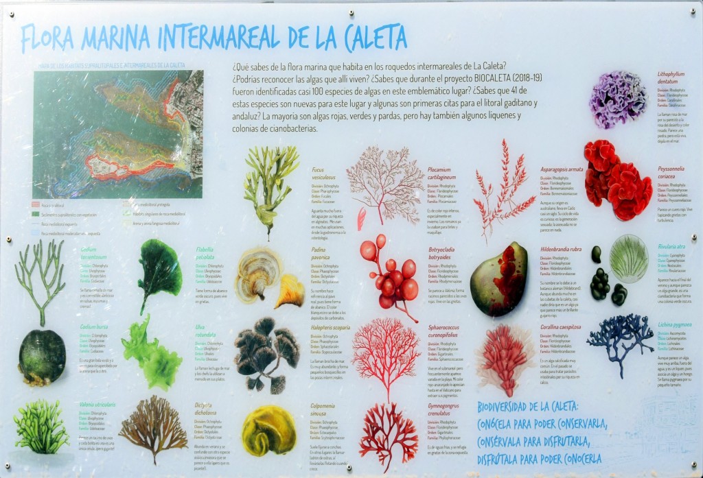 Foto: Flora Marina Intermareal de la Caleta - Cádiz (Andalucía), España