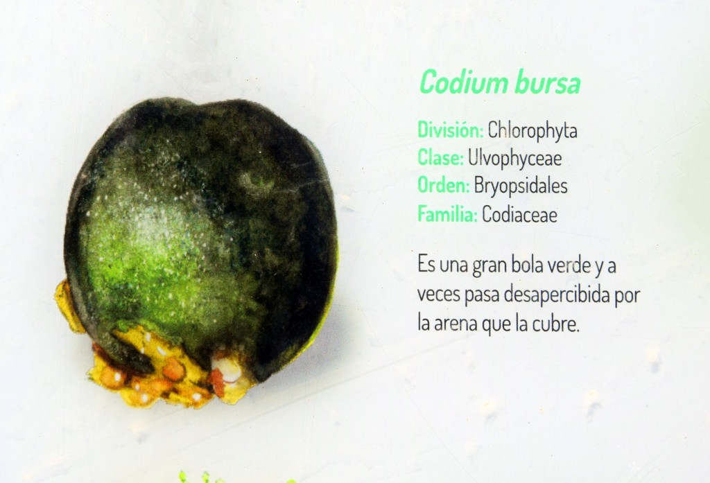 Foto: Codium Bursa. Flora Marina Intermareal de la Caleta - Cádiz (Andalucía), España