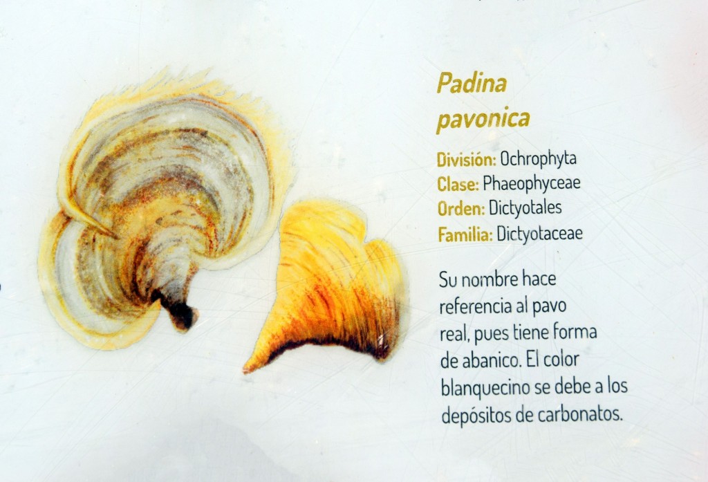 Foto: Padina Pavonica. Flora Marina Intermareal de la Caleta - Cádiz (Andalucía), España
