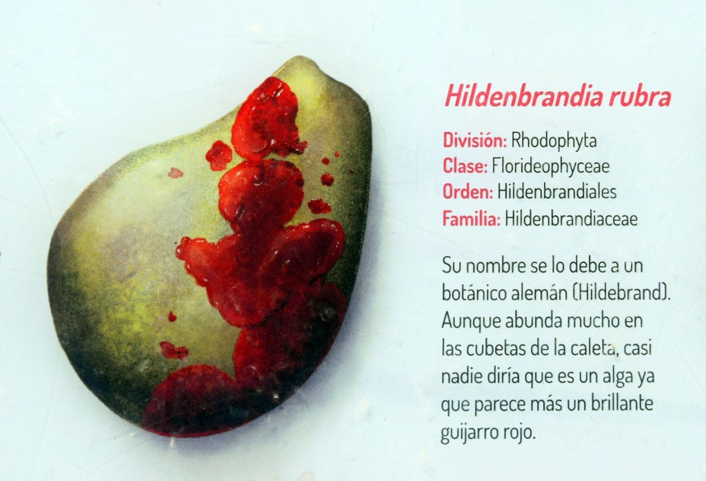 Foto: Hildenbrandia Rubra. Flora Marina Intermareal de la Caleta - Cádiz (Andalucía), España