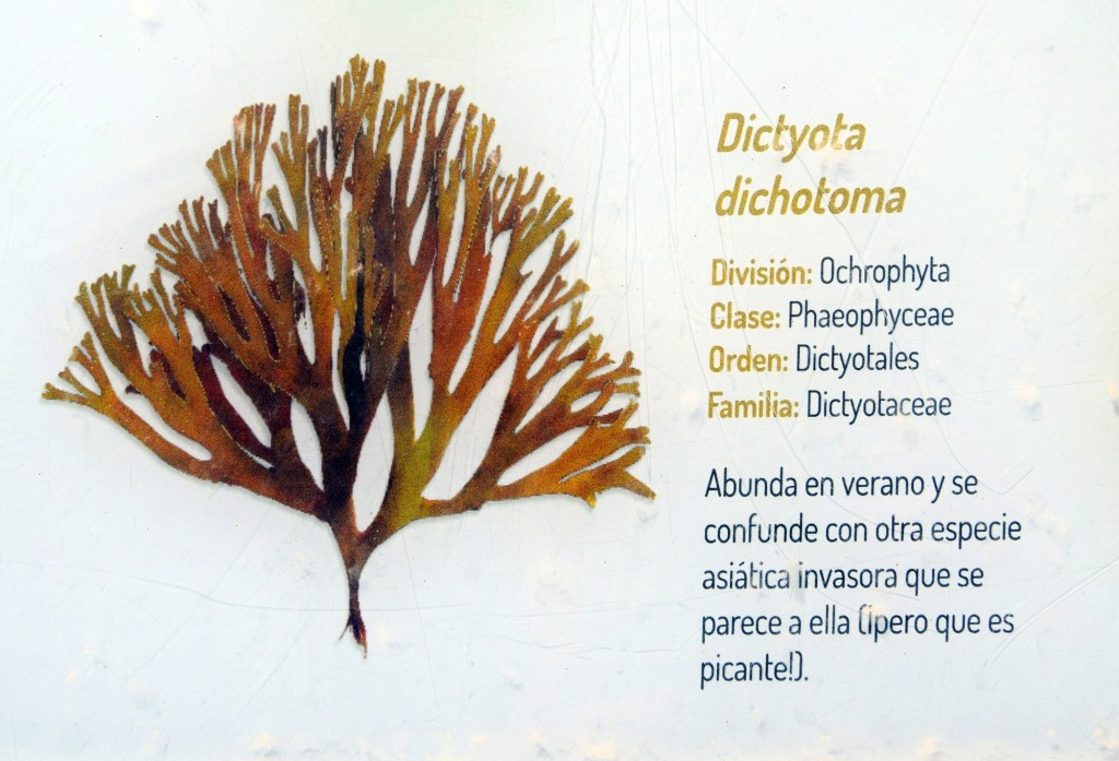 Foto: Dictyota Dichotoma. Flora Marina Intermareal de la Caleta - Cádiz (Andalucía), España