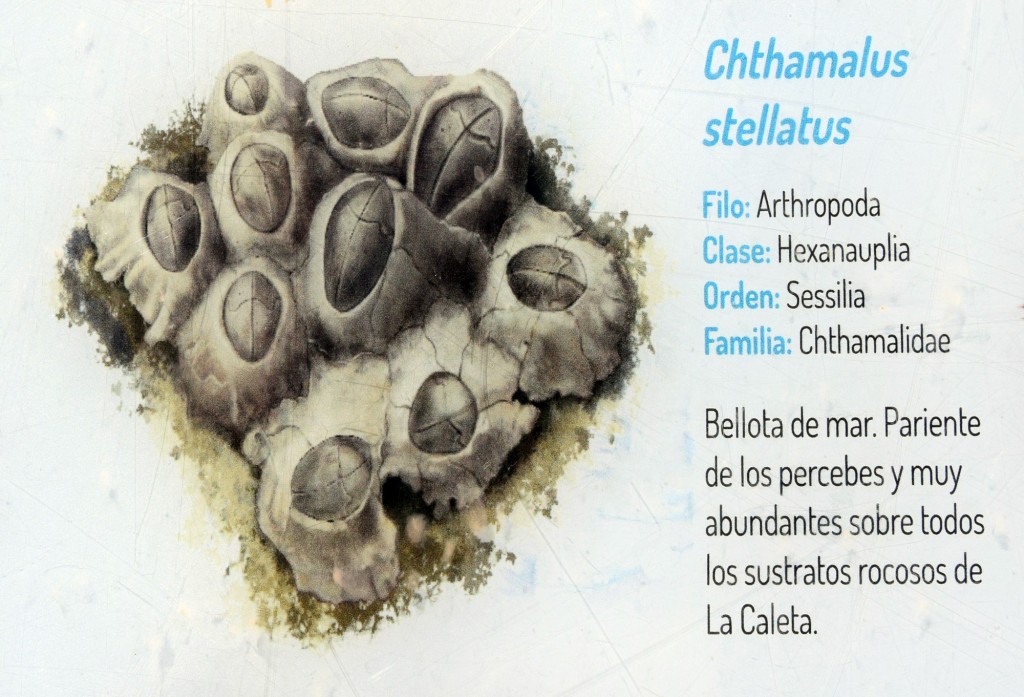 Foto: Chtamalus Stellatus.  Fauna Marina Intermareal de La Caleta - Cádiz (Andalucía), España