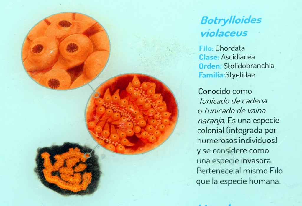 Foto: Botrylloides Violaceus.  Fauna Marina Intermareal de La Caleta - Cádiz (Andalucía), España