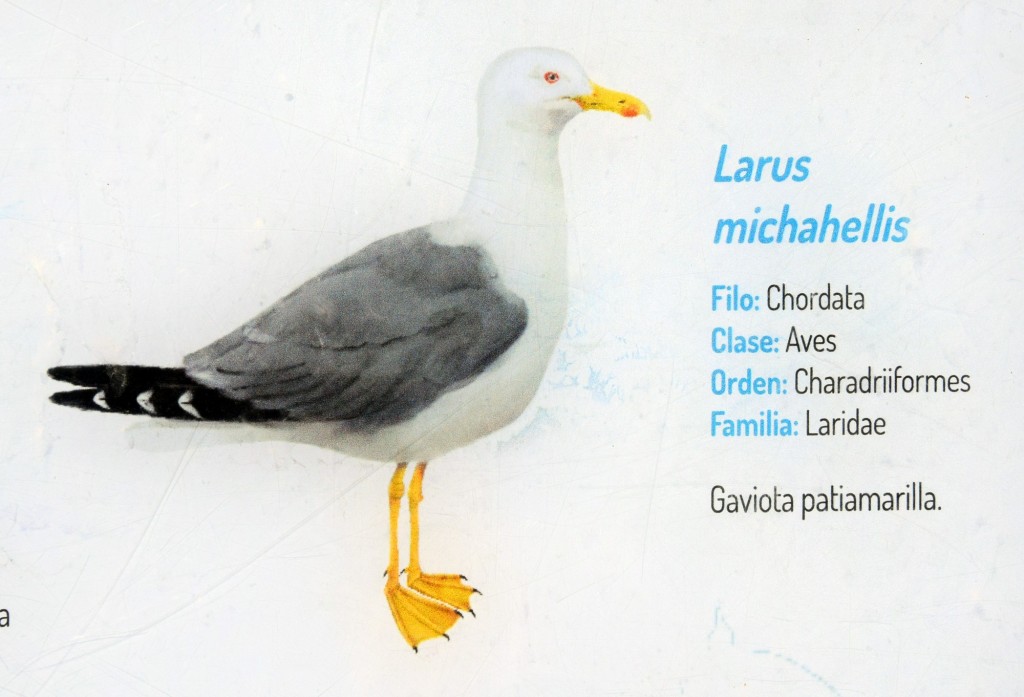 Foto: Larus Michahellis.  Fauna Marina Intermareal de La Caleta - Cádiz (Andalucía), España