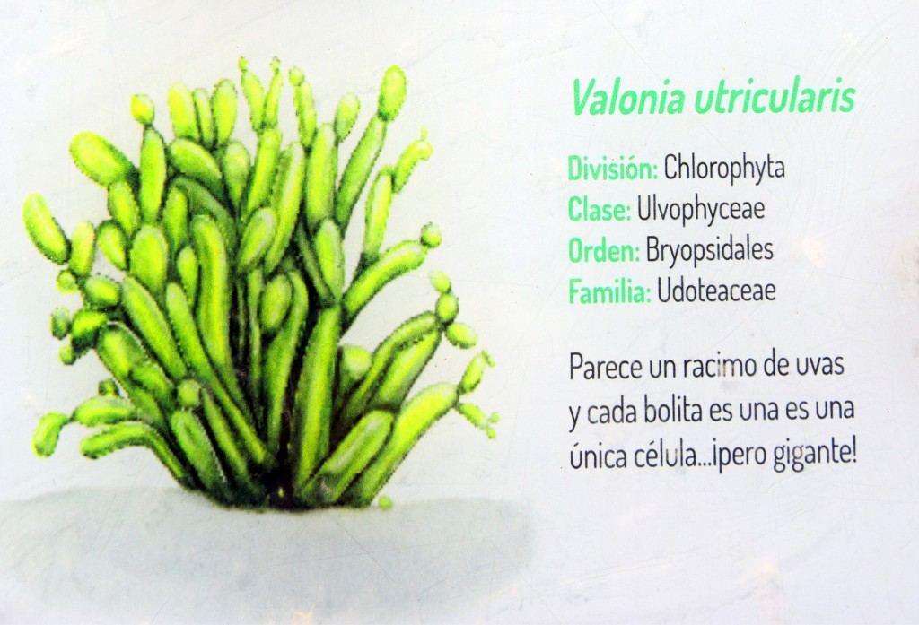 Foto: Valonia UtricuLaris. Flora Marina Intermareal de la Caleta - Cádiz (Andalucía), España