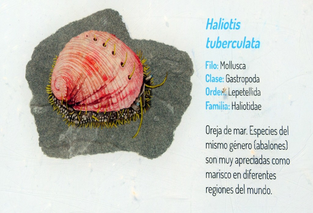 Foto: Haliotis Tuberculata.  Fauna Marina Intermareal de La Caleta - Cádiz (Andalucía), España