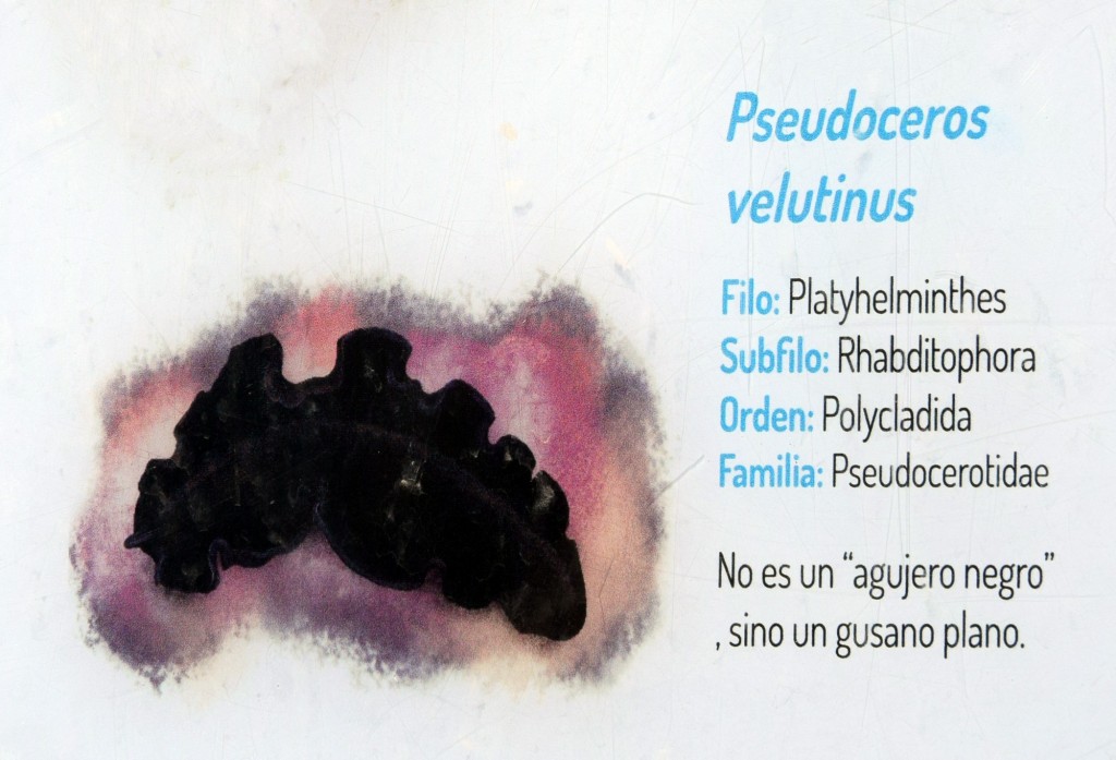 Foto: Pseudoceros Velutinus.  Fauna Marina Intermareal de La Caleta - Cádiz (Andalucía), España