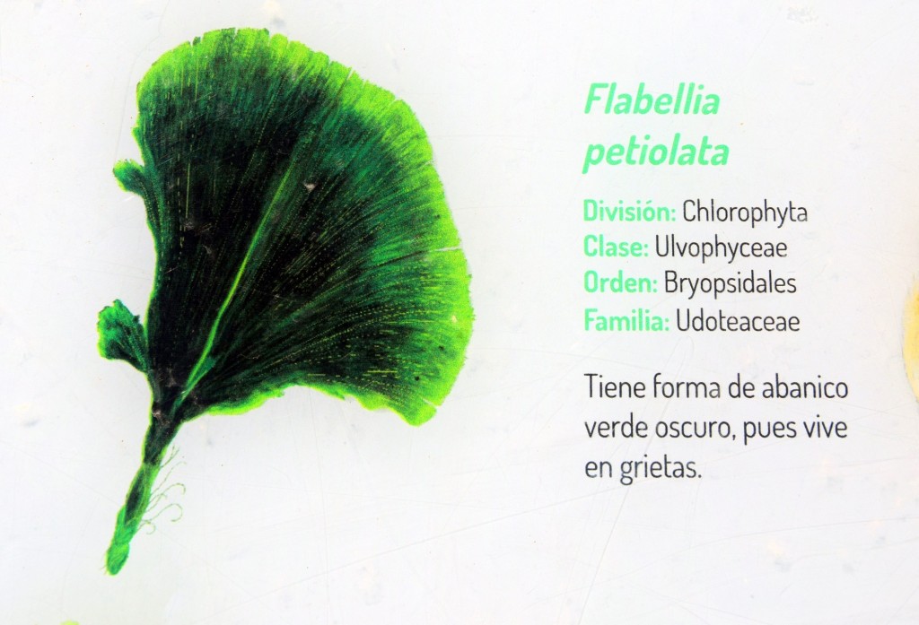 Foto: Flabellia Petiolata. Flora Marina Intermareal de la Caleta - Cádiz (Andalucía), España