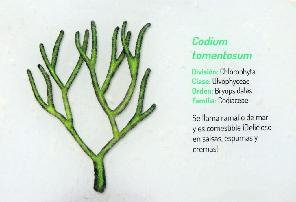 Foto: Codium Tomentosum. Flora Marina Intermareal de la Caleta - Cádiz (Andalucía), España