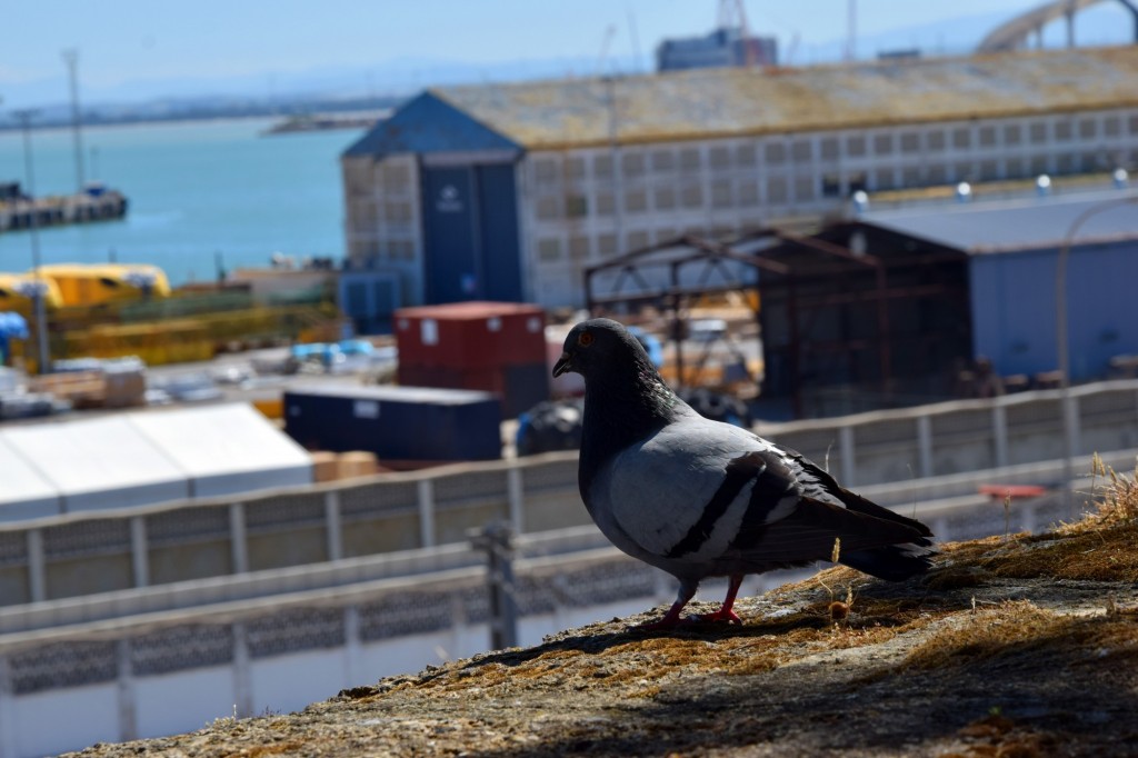 Foto: Habitante de Bahía Blanca - Cádiz (Andalucía), España