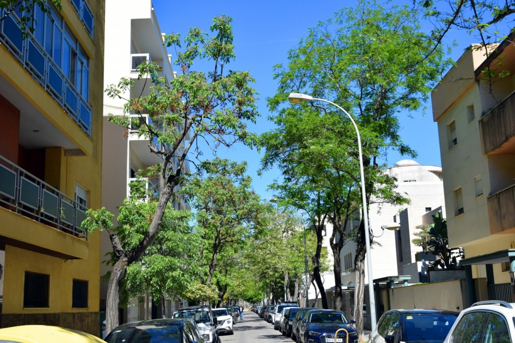 Foto: Calle Tamarindos - Cádiz (Andalucía), España