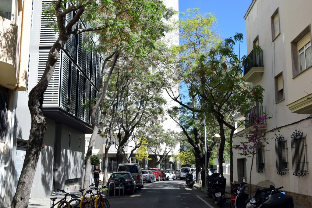 Foto: Calle Hibiscos - Cádiz (Andalucía), España