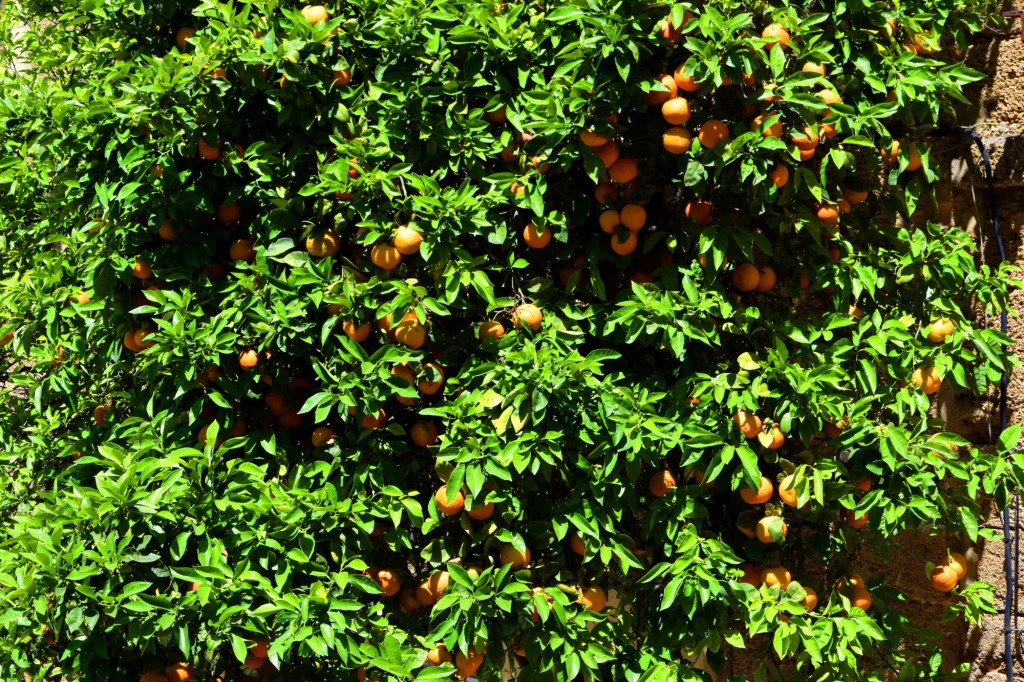 Foto de Cádiz (Andalucía), España