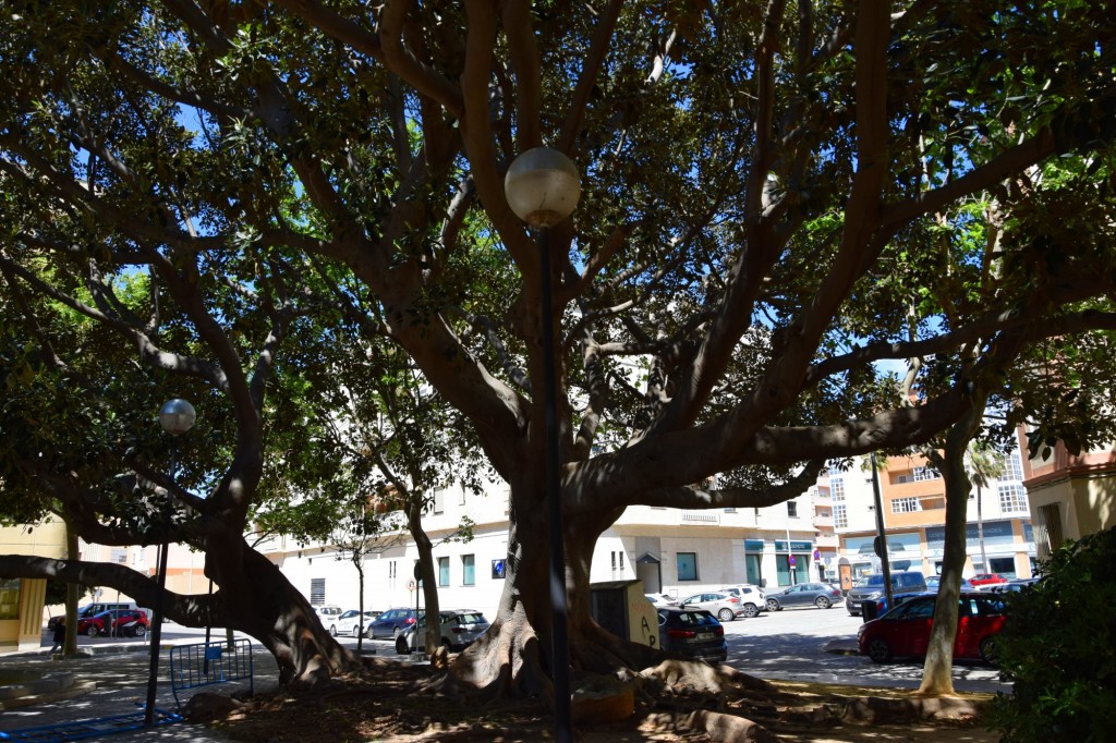 Foto: Ficus centenario - Cádiz (Andalucía), España