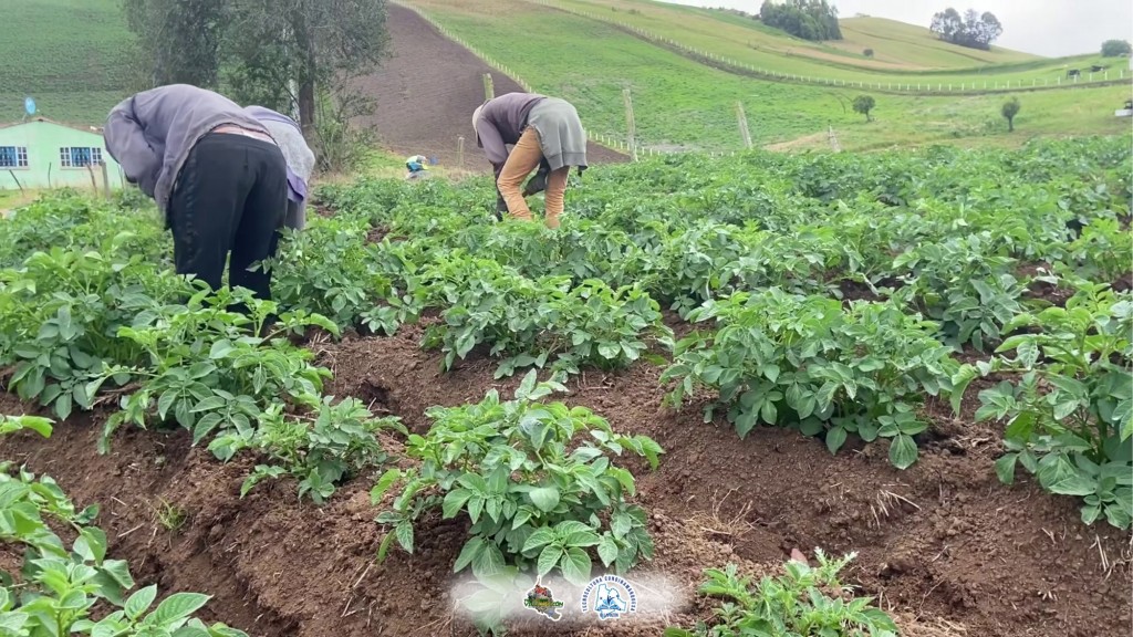 Foto de la papa de Villapinzon (Cundinamarca), Colombia