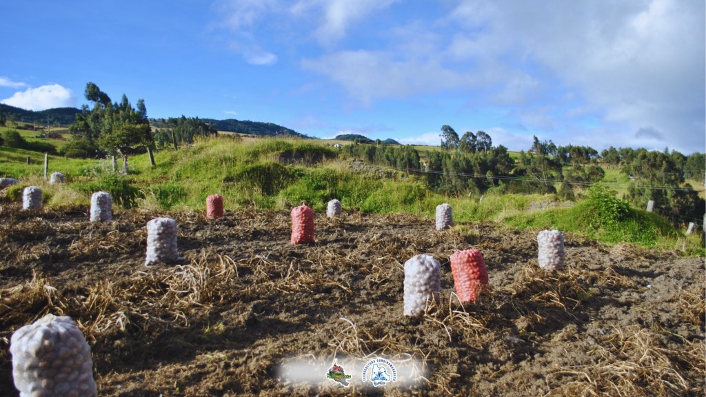 Foto: la papa de Villapinzon - Villapinzon (Cundinamarca), Colombia