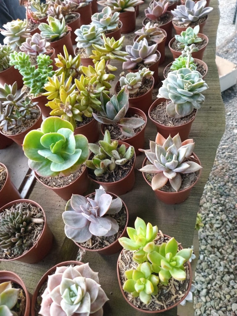 Foto: Viveros en cañon del Guarco, sobre ruta Nacional 2 - Cañon del Guarco (Cartago), Costa Rica