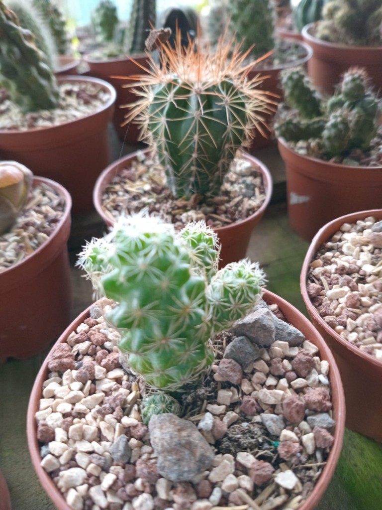 Foto: Viveros en cañon del Guarco, sobre ruta Nacional 2 - Cañon del Guarco (Cartago), Costa Rica