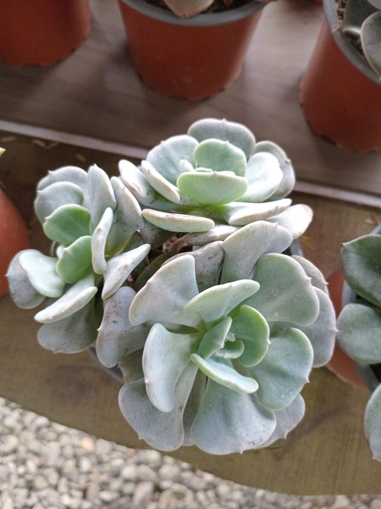 Foto: Viveros en cañon del Guarco, sobre ruta Nacional 2 - Cañon del Guarco (Cartago), Costa Rica