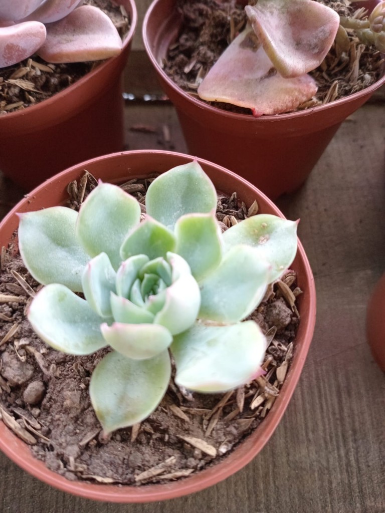 Foto: Viveros en cañon del Guarco, sobre ruta Nacional 2 - Cañon del Guarco (Cartago), Costa Rica