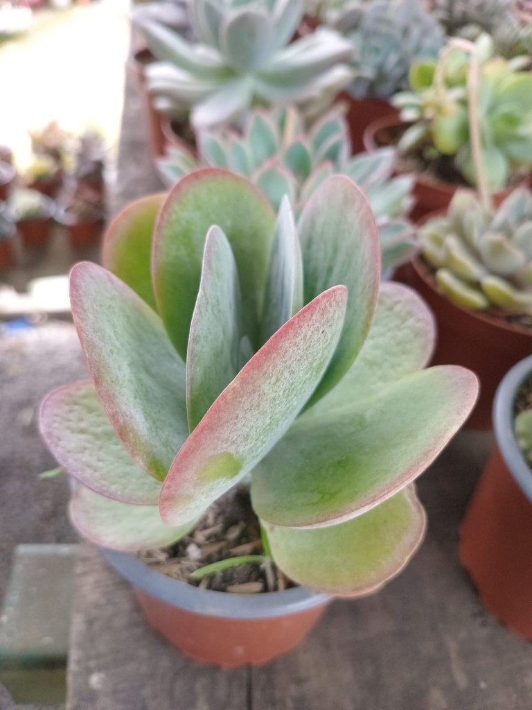 Foto: Viveros en cañon del Guarco, sobre ruta Nacional 2 - Cañon del Guarco (Cartago), Costa Rica