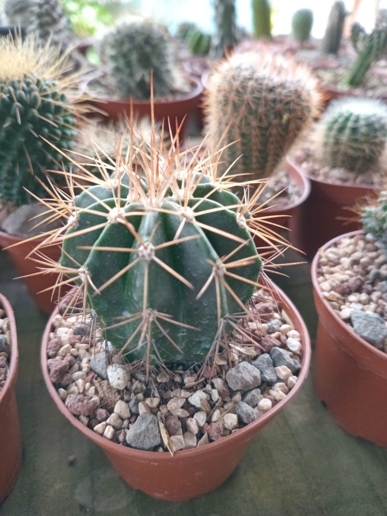 Foto: Viveros en cañon del Guarco, sobre ruta Nacional 2 - Cañon del Guarco (Cartago), Costa Rica