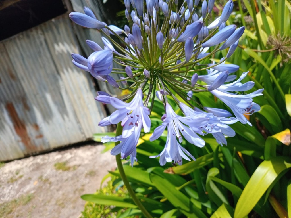Foto: Viveros en cañon del Guarco, sobre ruta Nacional 2 - Cañon del Guarco (Cartago), Costa Rica
