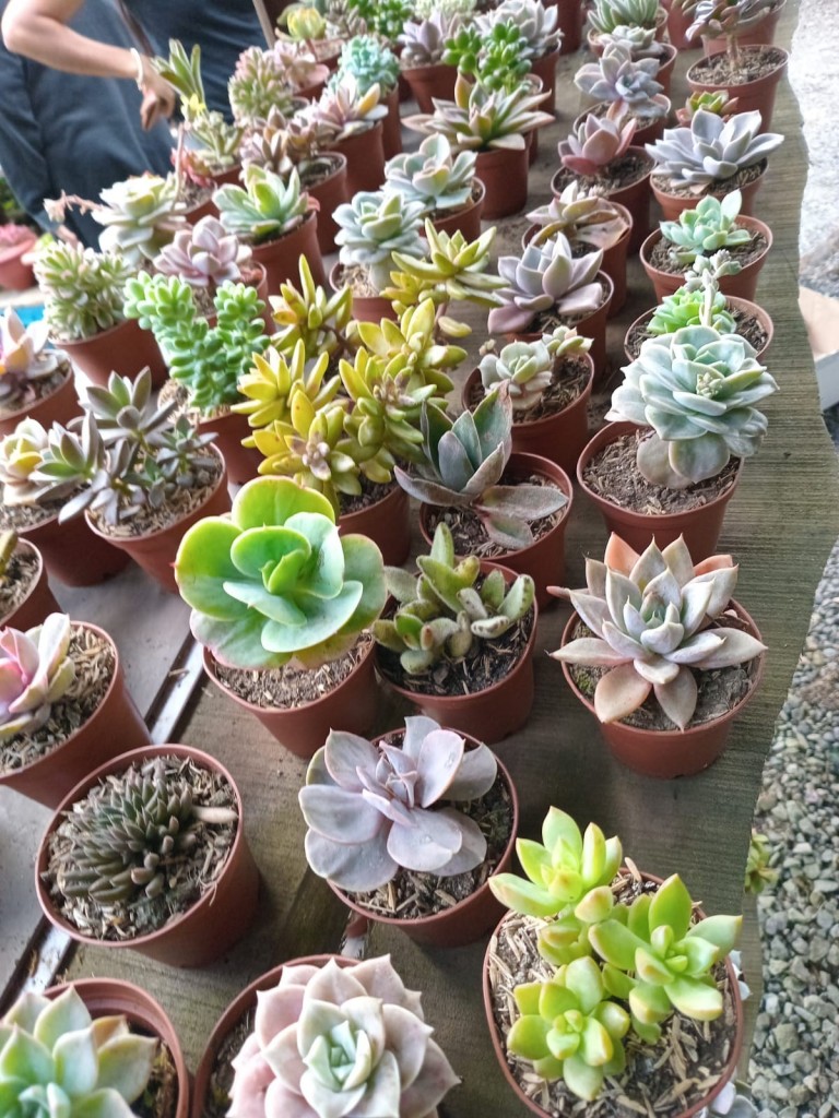 Foto: Viveros en cañon del Guarco, sobre ruta Nacional 2 - Cañon del Guarco (Cartago), Costa Rica