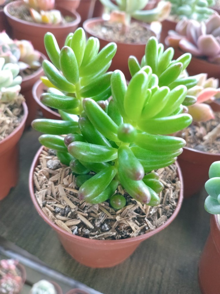 Foto: Viveros en cañon del Guarco, sobre ruta Nacional 2 - Cañon del Guarco (Cartago), Costa Rica