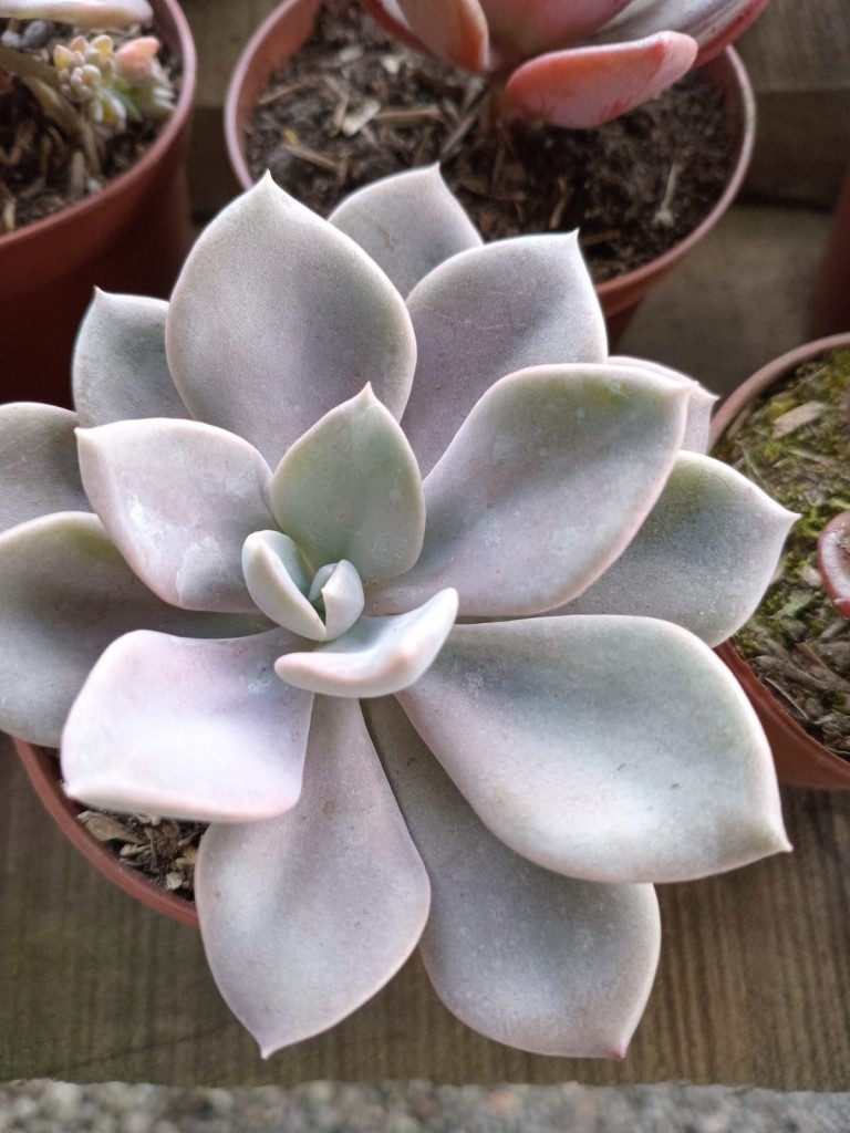 Foto: Viveros en cañon del Guarco, sobre ruta Nacional 2 - Cañon del Guarco (Cartago), Costa Rica