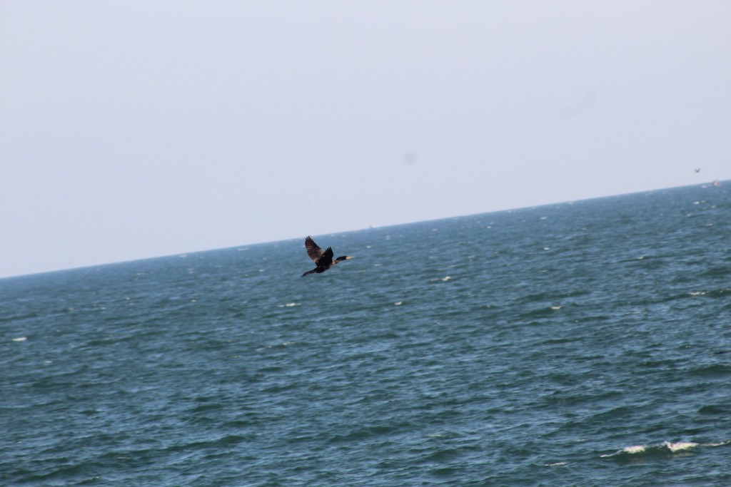 Foto de Playa central (Puntarenas), Costa Rica