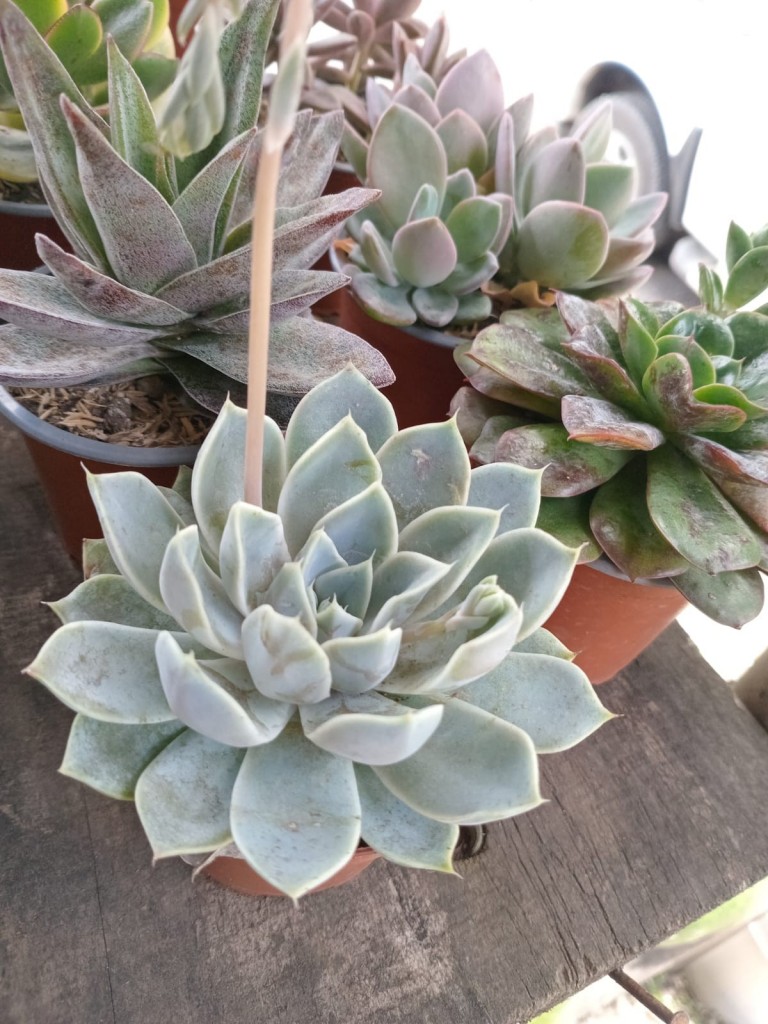 Foto: Viveros en cañon del Guarco, sobre ruta Nacional 2 - Cañon del Guarco (Cartago), Costa Rica