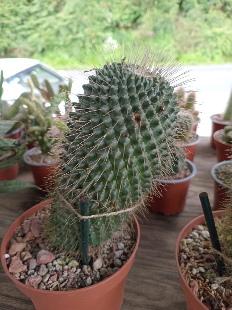 Foto: Viveros en cañon del Guarco, sobre ruta Nacional 2 - Cañon del Guarco (Cartago), Costa Rica