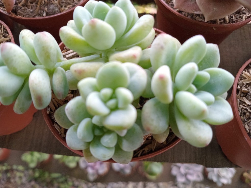 Foto: Viveros en cañon del Guarco, sobre ruta Nacional 2 - Cañon del Guarco (Cartago), Costa Rica