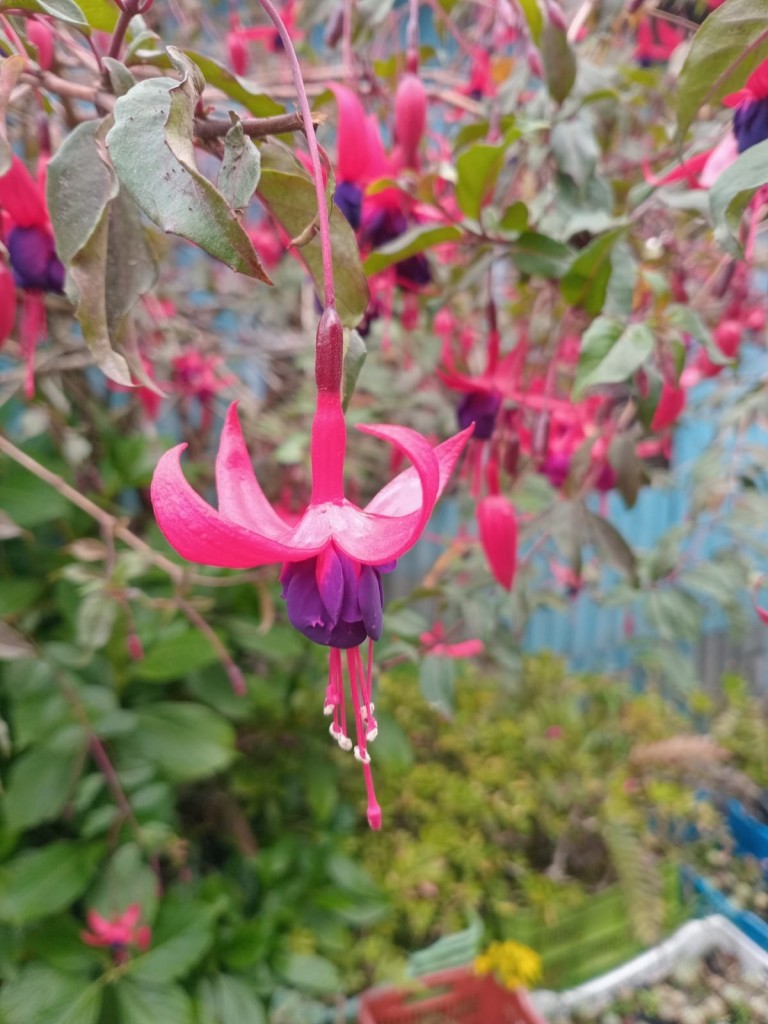 Foto: Hotel Selva Madre - Cañon del Guarco (Cartago), Costa Rica