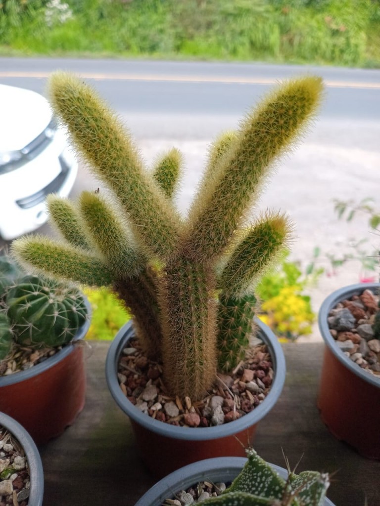 Foto: Viveros en cañon del Guarco, sobre ruta Nacional 2 - Cañon del Guarco (Cartago), Costa Rica