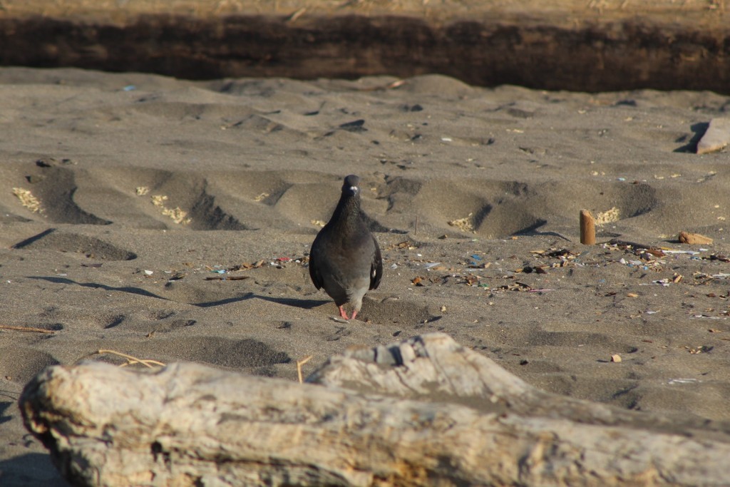 Foto de Playa central (Puntarenas), Costa Rica