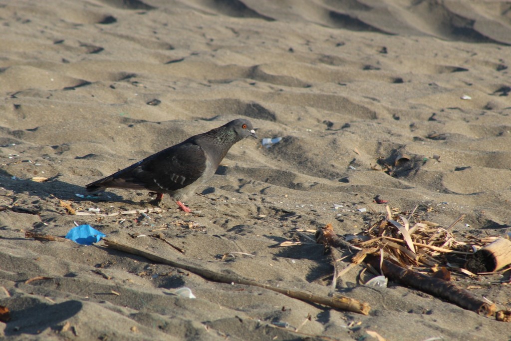 Foto de Playa central (Puntarenas), Costa Rica
