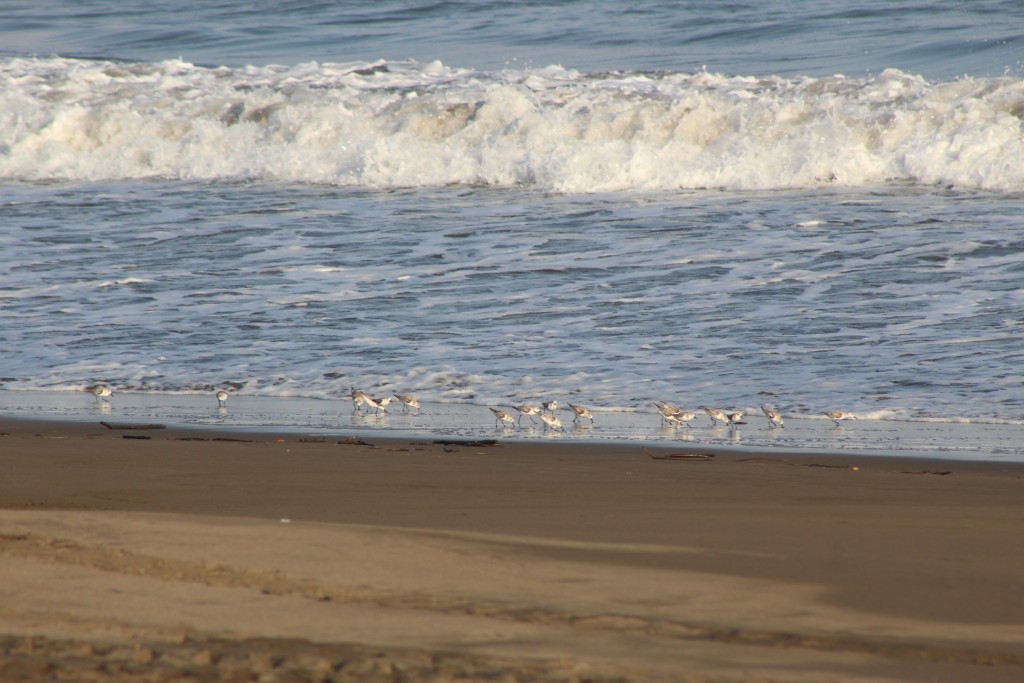 Foto de Playa central (Puntarenas), Costa Rica