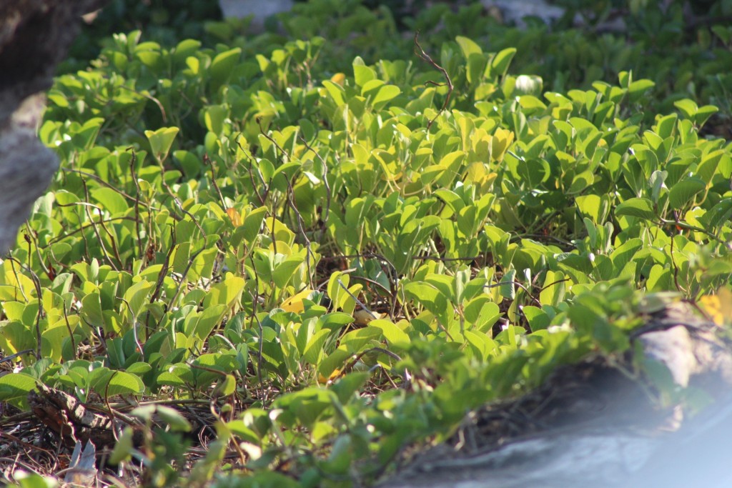Foto de Playa central (Puntarenas), Costa Rica