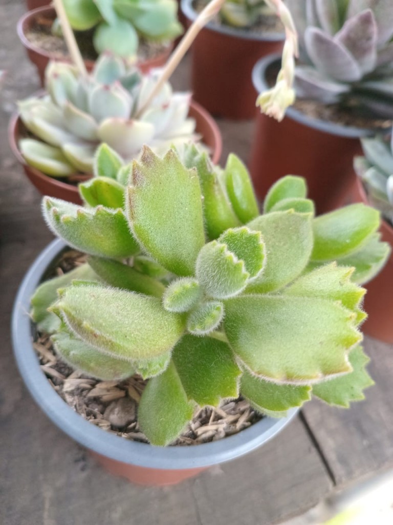 Foto: Viveros en cañon del Guarco, sobre ruta Nacional 2 - Cañon del Guarco (Cartago), Costa Rica